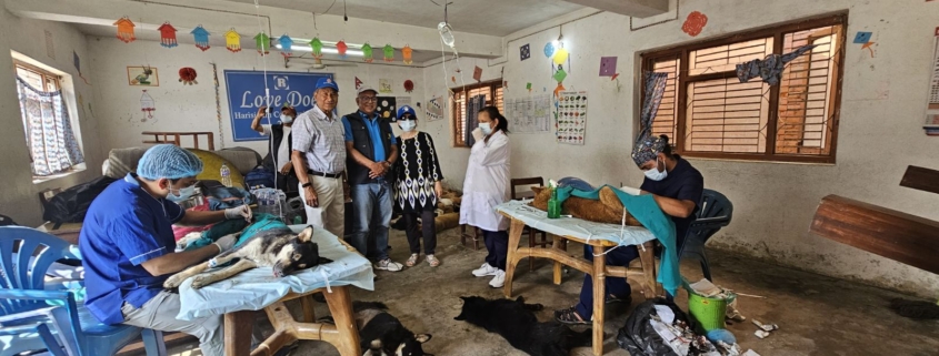 Veterinary team working during the community dog vaccination and sterilisation programme in Harisiddhi