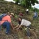 Community members planting saplings on a hillside during the Bungamati plantation programme